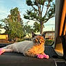 cat, kitten, animal, pet, furry, fluffy, pink_paws, dashboard, car, vehicle, portrait, outdoor, sunset, golden_hour, urban, street, trees, power_lines, storefronts, looking_at_camera