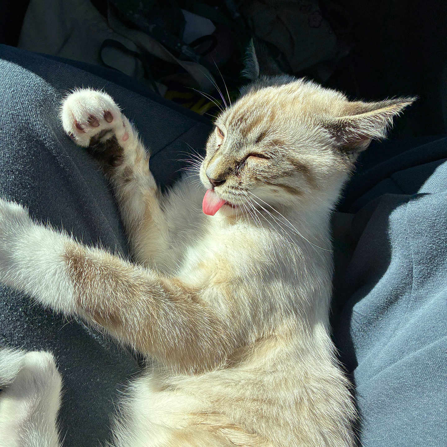 Loki Leo The Lion