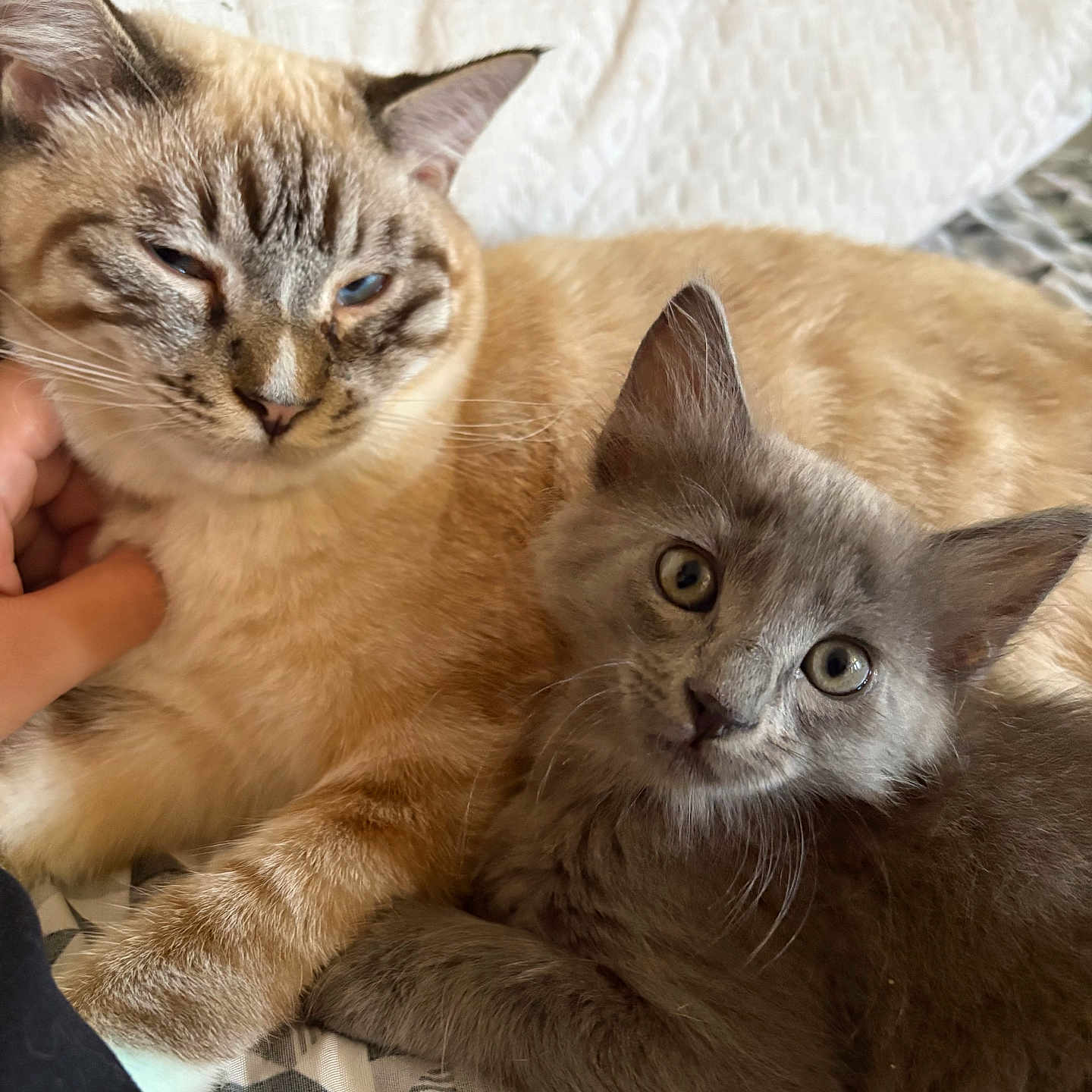 Mori Elliott is registered to the contest to win money with this photo: cats, kitten, tabby_cat, gray_cat, blue_eyes, green_eyes, furry, fluffy, cuddling, sleepy, curious, pet, animal, whiskers, ears, indoor, bed, blanket, closeup, portrait