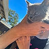 Mori Elliott joined the competition — help win amazing prizes! cat, kitten, gray_cat, animal, pet, feline, fur, whiskers, ears, eyes, portrait, close_up, held, human_hand, outdoor, sunlight, blue_sky, house, adorable, cuddling