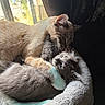 Mori Elliott joined the competition — help win amazing prizes! cats, two_cats, sleeping, cuddling, felines, pet, fur, whiskers, ears, faces, cozy, cat_bed, indoor, sunlight, window, resting, relaxed, brown_cat, gray_cat, animal_photography