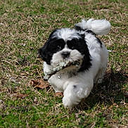 Benji joined the competition — help win amazing prizes! dog, puppy, black_and_white, fluffy, long_hair, outdoors, grass, lawn, leaves, branch, stick, playing, running, fetch, animal, pet, tail, cute, portrait, daylight