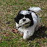 dog, puppy, black_and_white, fluffy, long_hair, outdoors, grass, lawn, leaves, branch, stick, playing, running, fetch, animal, pet, tail, cute, portrait, daylight