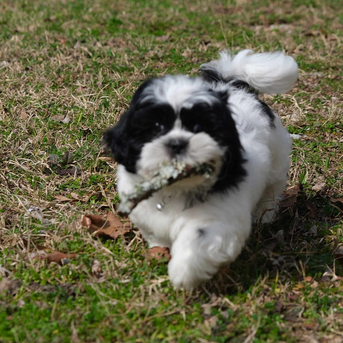 Benji joined the competition — help win amazing prizes! dog, puppy, black_and_white, fluffy, long_hair, outdoors, grass, lawn, leaves, branch, stick, playing, running, fetch, animal, pet, tail, cute, portrait, daylight