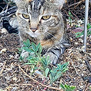 Meow joined the competition — help win amazing prizes! animal, bush, cat, closeup, ears, feline, flora, garden, greenery, ground, nature, outdoor, pet, plants, relaxed, resting, soil, tabby, whiskers, wildlife