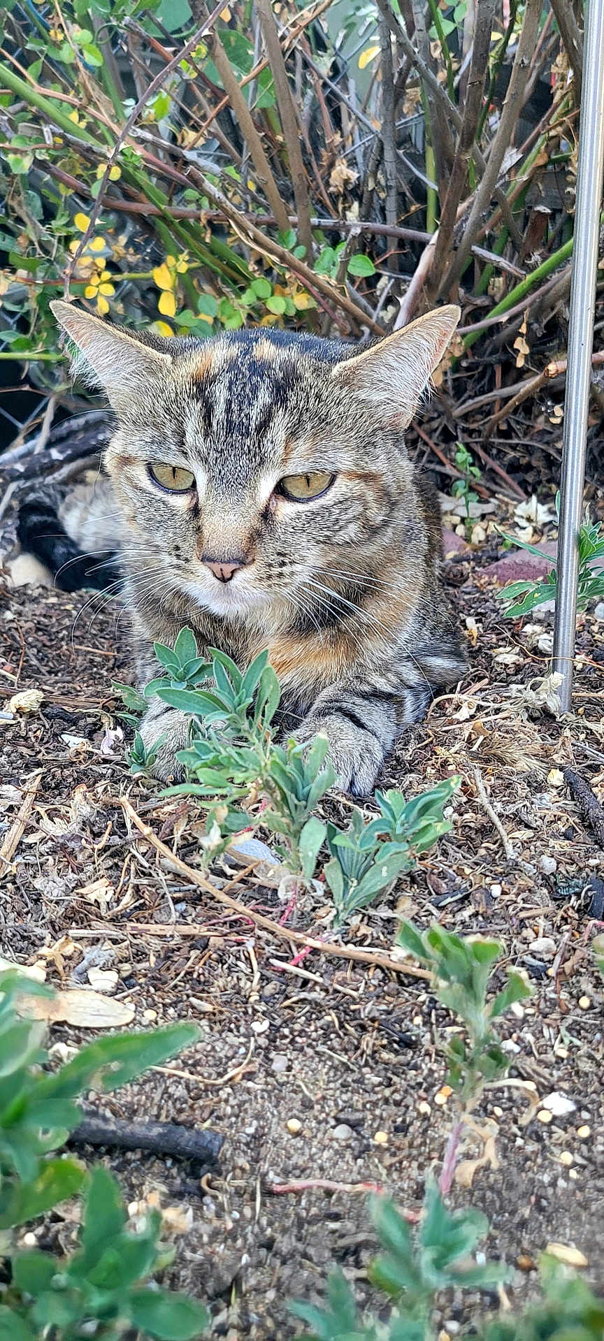 Meow