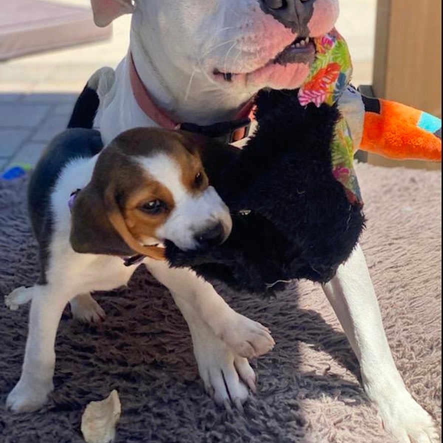 Bella And Athena joined the competition — help win amazing prizes! animal, brown_and_white_dog, chewing, close_up, companions, cute, dog, domestic, friendship, fun, indoor, pet, playful, puppy, rug, sunlight, toy, tug_of_war, white_dog, young_dog