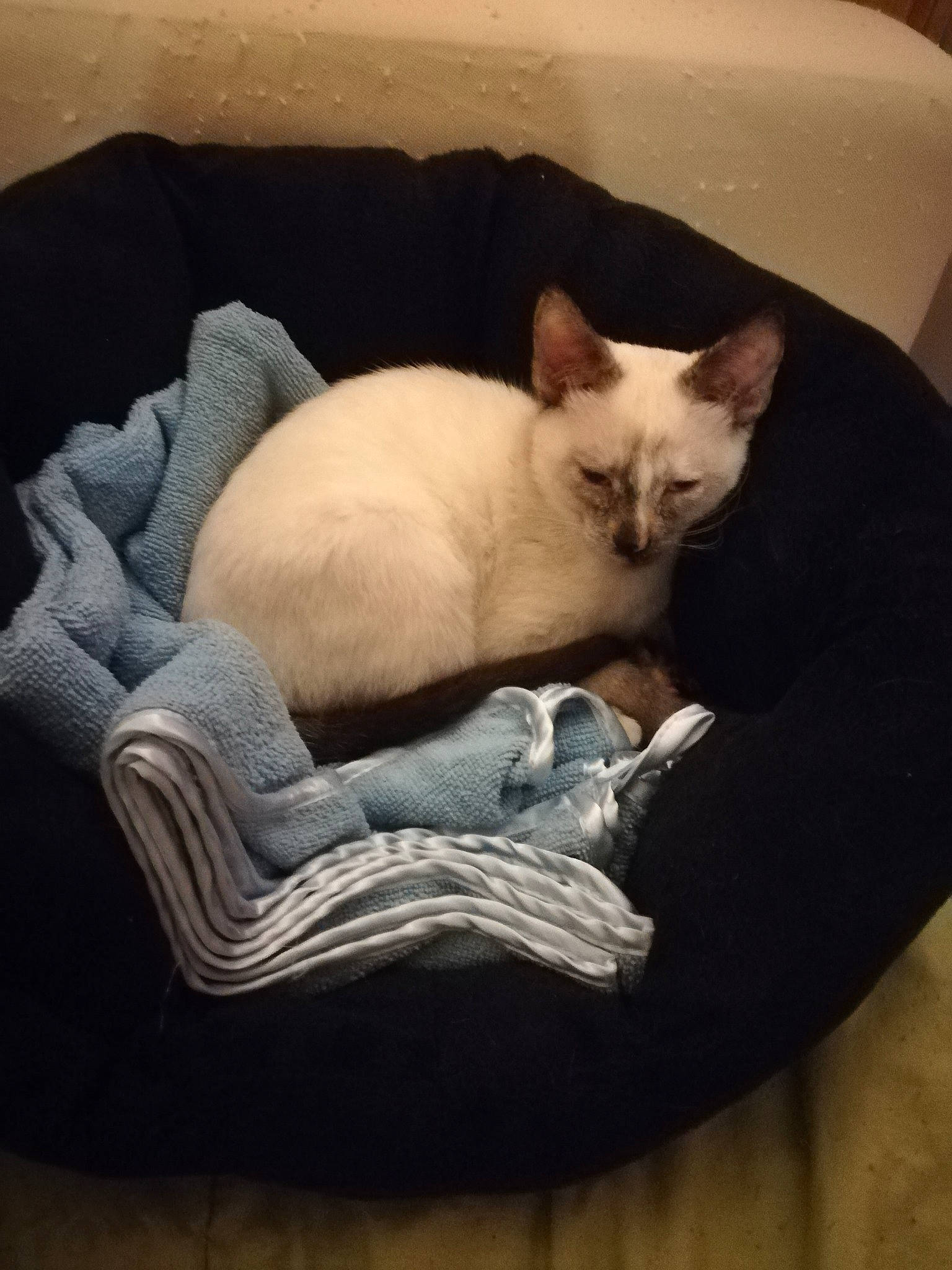 Praline participe au concours pour gagner de l'argent avec cette photo : asian, burmese, burmilla, carnivore, cat, cat_bed, colorpoint_shorthair, comfort, cornish_rex, fawn, felidae, furniture, kitten, mammal, nap, small_to_medium_sized_cats, thai, tonkinese, vertebrate, whiskers