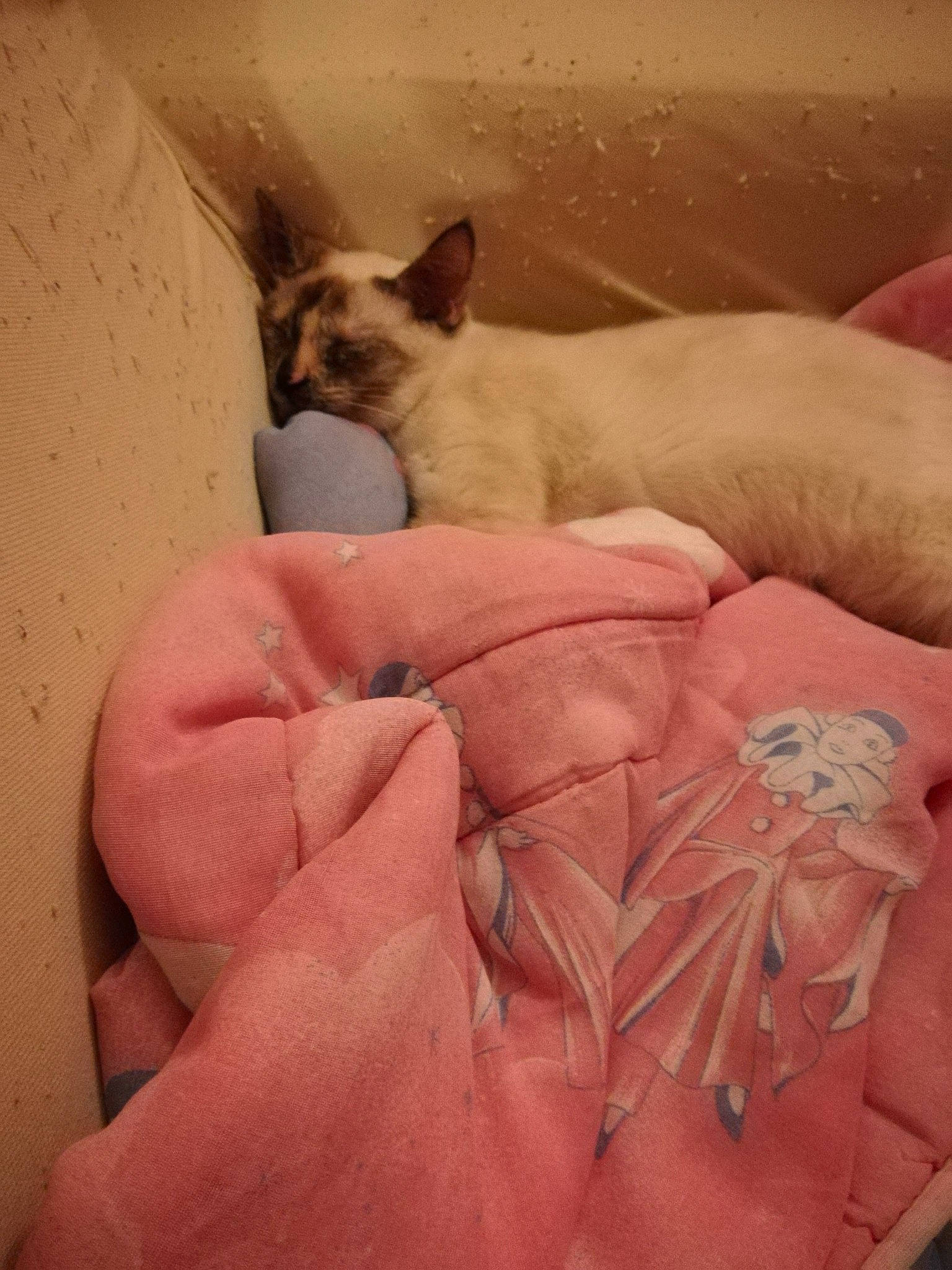 Praline participe au concours pour gagner de l'argent avec cette photo : canidae, carnivore, cat, dog_breed, fawn, felidae, puppy