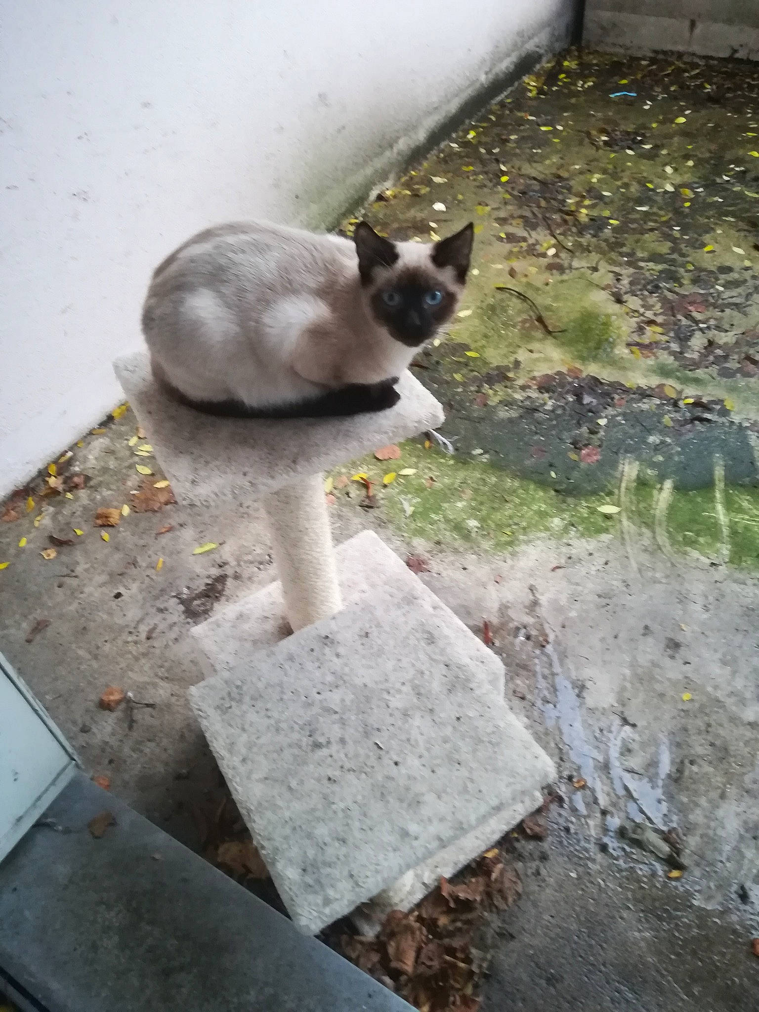 Pluton a rejoint le concours — aidez-le/la à gagner de superbes lots ! aegean_cat, carnivore, cat, domestic_short_haired_cat, fawn, felidae, siamese, small_to_medium_sized_cats, snout, tail, thai, whiskers