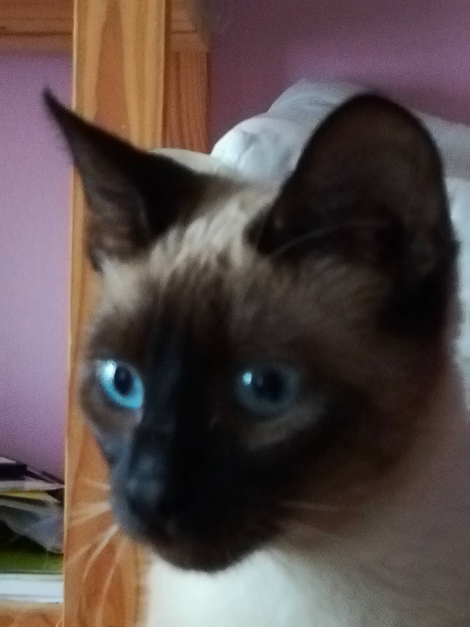 Pluton participe au concours pour gagner de l'argent avec cette photo : balinese, birman, burmese, carnivore, cat, colorpoint_shorthair, eye, felidae, javanese, kitten, mammal, ragdoll, siamese, small_to_medium_sized_cats, snout, snowshoe, thai, tonkinese, vertebrate, whiskers