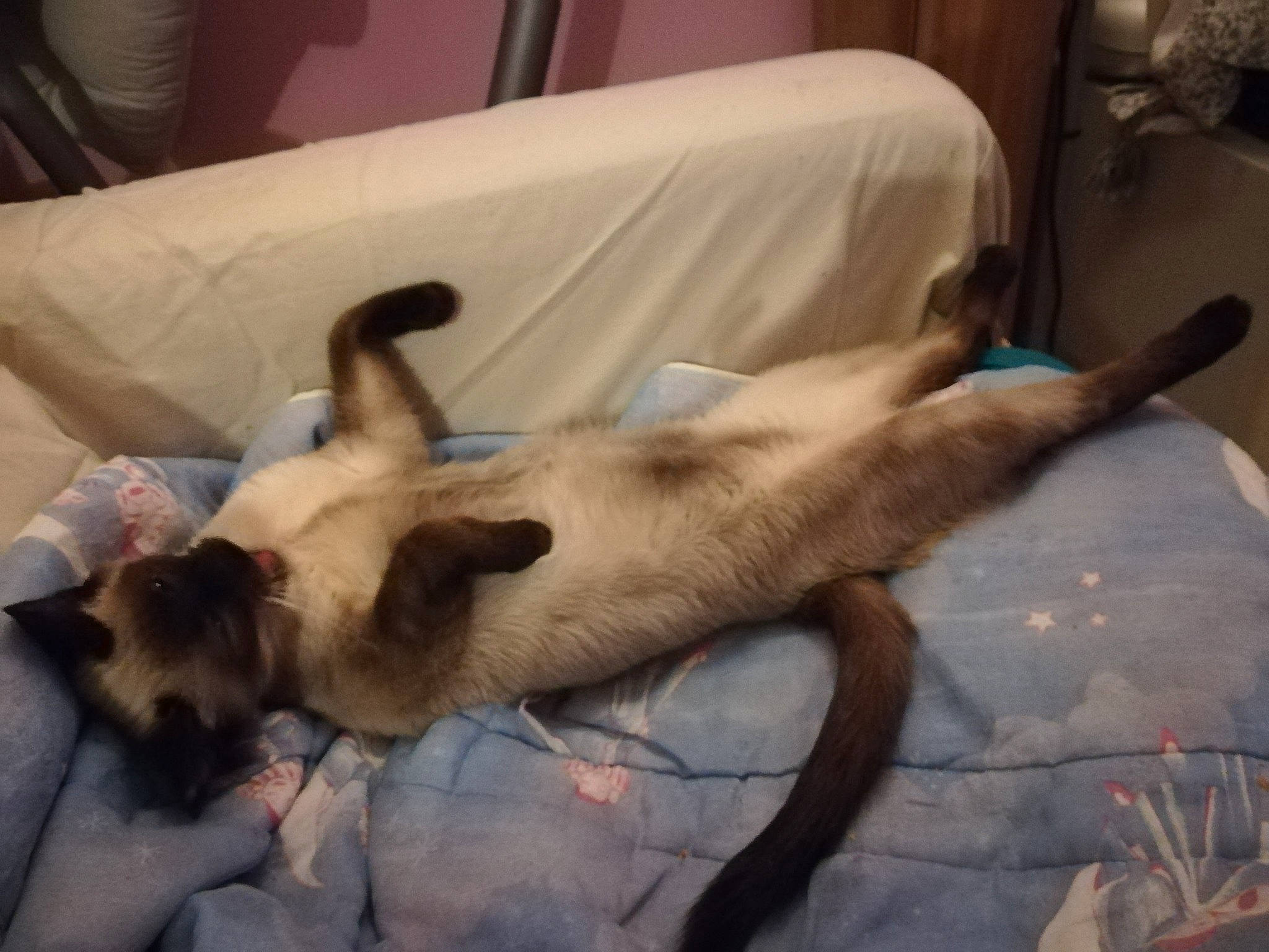 Pluton participe au concours pour gagner de l'argent avec cette photo : balinese, canidae, carnivore, cat, dog_breed, fawn, felidae, mammal, siamese, small_to_medium_sized_cats, thai, tonkinese