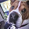 Rudy joined the competition — help win amazing prizes! adorable, animal, black_nose, brown_and_white, car, close_up, curious, dog, eyes, head, interior, muzzle, nose, pet, photography, portrait, seated, short_fur, vehicle, white_markings