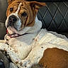 alert, animal, blanket, brown_and_white, bulldog, closeup, collar, dog, floppy_ears, indoor, leash, leather_couch, lying_down, pet, portrait, relaxed, serious_expression, shorthaired, sitting, wrinkled