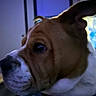 alert, blue_tone, brown_white, canine, close_up, collar, dim_lighting, dog, eye, floppy_ear, funny_expression, home, indoor, leash, nose, pet, portrait, short_hair, snout, window