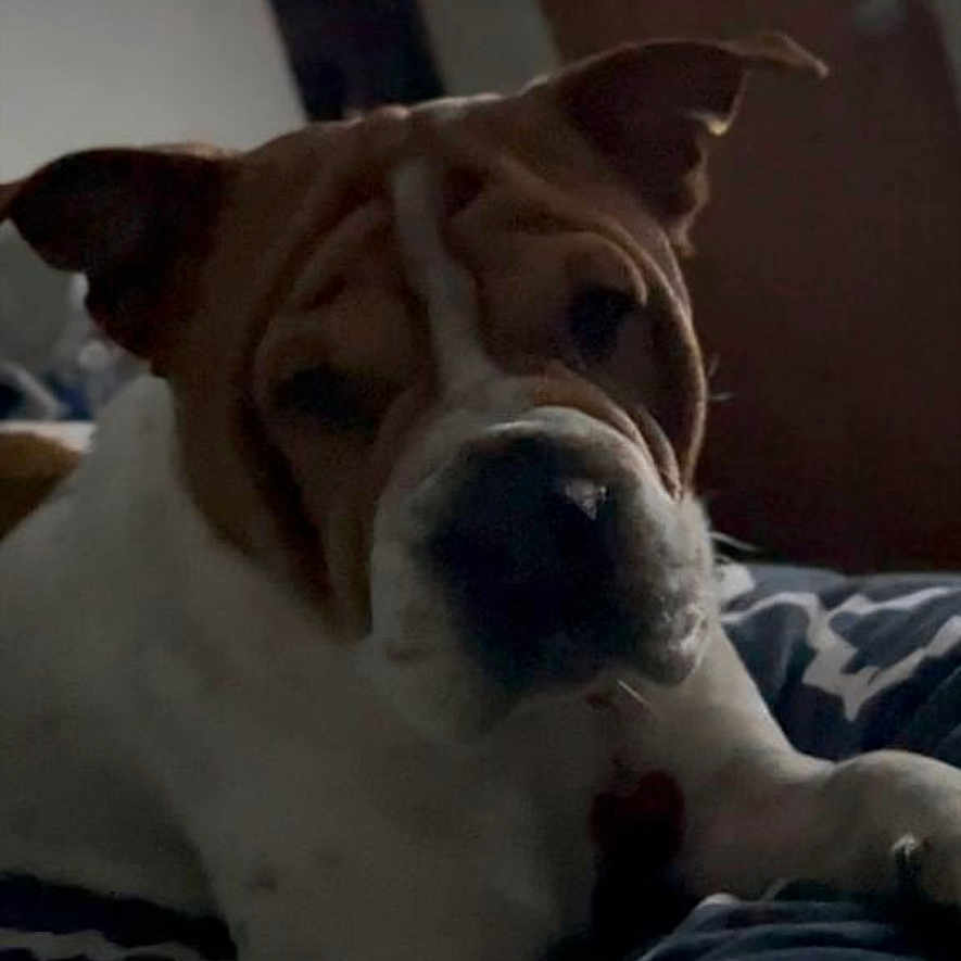 Rudy