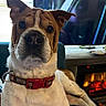 Rudy joined the competition — help win amazing prizes! brown_and_white, bulldog, close_up, collar, couch, cozy, dog, fireplace, front_facing, funny_expression, home, indoors, living_room, pet, portrait, red_collar, short_fur, sitting, television, wrinkles