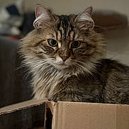 Bouddha participe au concours pour gagner de l'argent avec cette photo : cat, tabby, fluffy, box, cardboard, pet, animal, feline, indoor, closeup, portrait, whiskers, ears, fur, eyes, cute, domestic, resting, soft_light, cozy