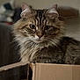 cat, tabby, fluffy, box, cardboard, pet, animal, feline, indoor, closeup, portrait, whiskers, ears, fur, eyes, cute, domestic, resting, soft_light, cozy