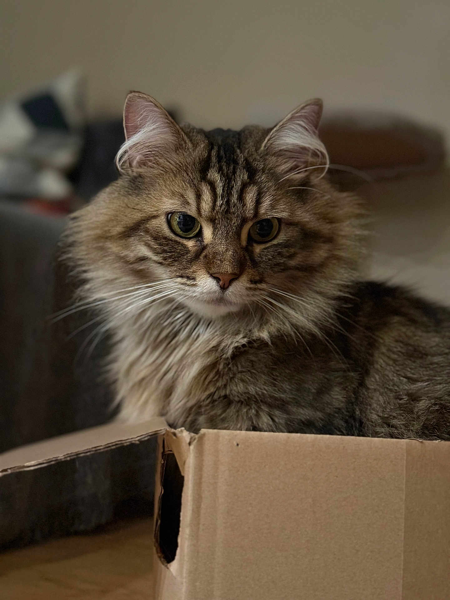 Bouddha participe au concours pour gagner de l'argent avec cette photo : cat, tabby, fluffy, box, cardboard, pet, animal, feline, indoor, closeup, portrait, whiskers, ears, fur, eyes, cute, domestic, resting, soft_light, cozy
