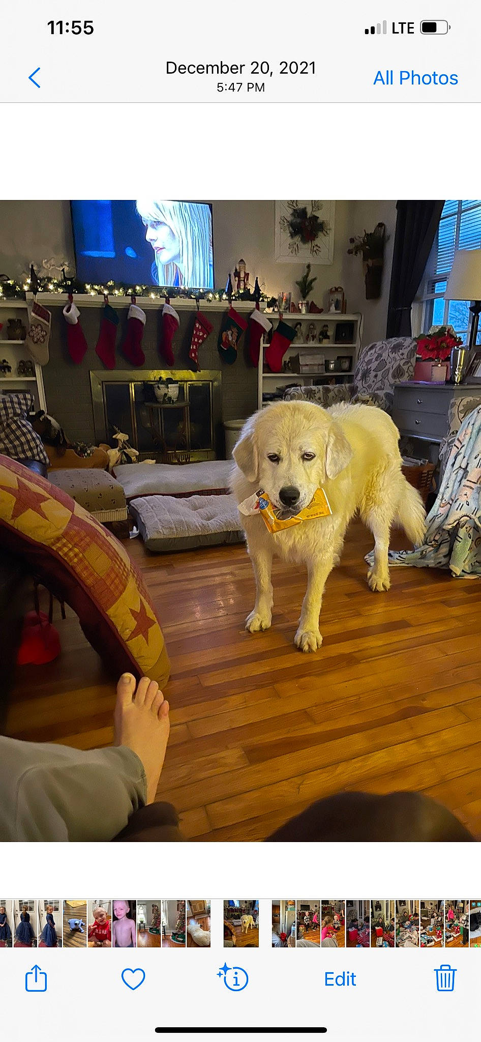 Birdie joined the competition — help win amazing prizes! carnivore, chair, comfort, companion_dog, couch, dog, dog_breed, fawn, floor, flooring, hardwood, houseplant, living_room, mammal, picture_frame, room, table, wood, wood_flooring, working_animal