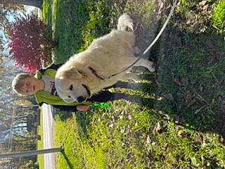 Birdie is registered to the contest to win money with this photo: canidae, carnivore, companion_dog, dog, dog_breed, fawn, felidae, grass, plant, sporting_group, tail, terrestrial_animal, tree, working_animal