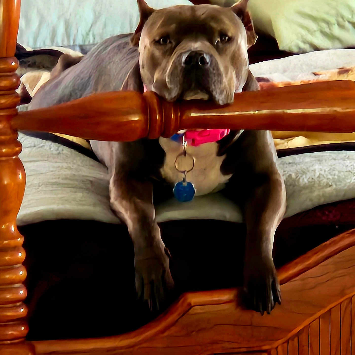 Megan joined the competition — help win amazing prizes! animal, bed, bedding, brown, calm, canine, collar, comfort, dog, domestic, furniture, head, indoor, pets, pillow, quiet, relaxed, resting, sleepy, wood