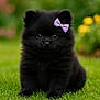 puppy, black_dog, bow, grass, outdoor, cute, fluffy, pet, animal, garden, small_dog, adorable, sitting, fur, nature, greenery, young_dog, portrait, eyes, background_blur