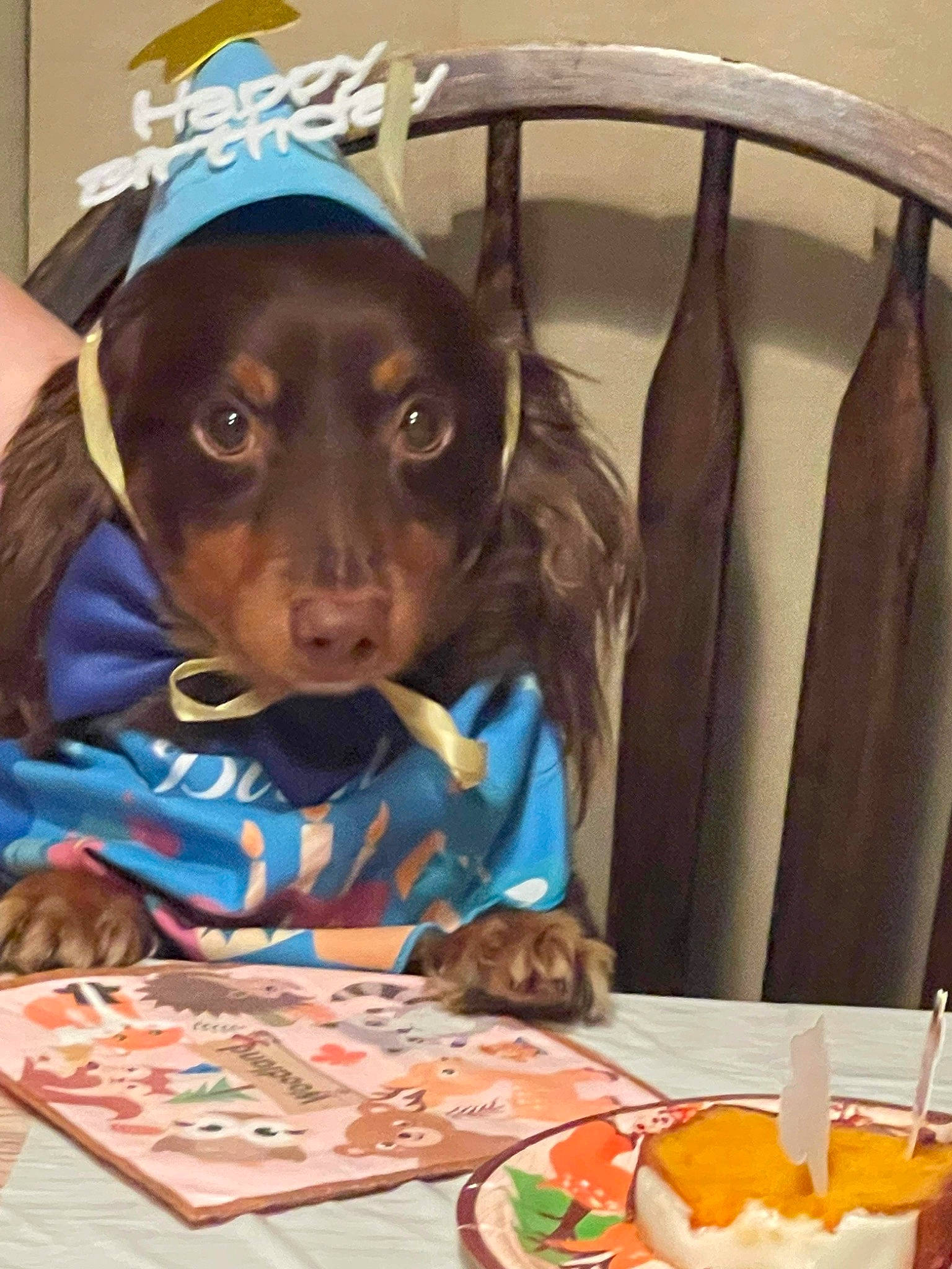 Cocoa joined the competition — help win amazing prizes! canidae, carnivore, comfort_food, companion_dog, cuisine, delicacy, dog, dog_breed, finger_food, food, fruit, ingredient, junk_food, liver, plate, sharing, sporting_group, sweetness, tableware, working_animal