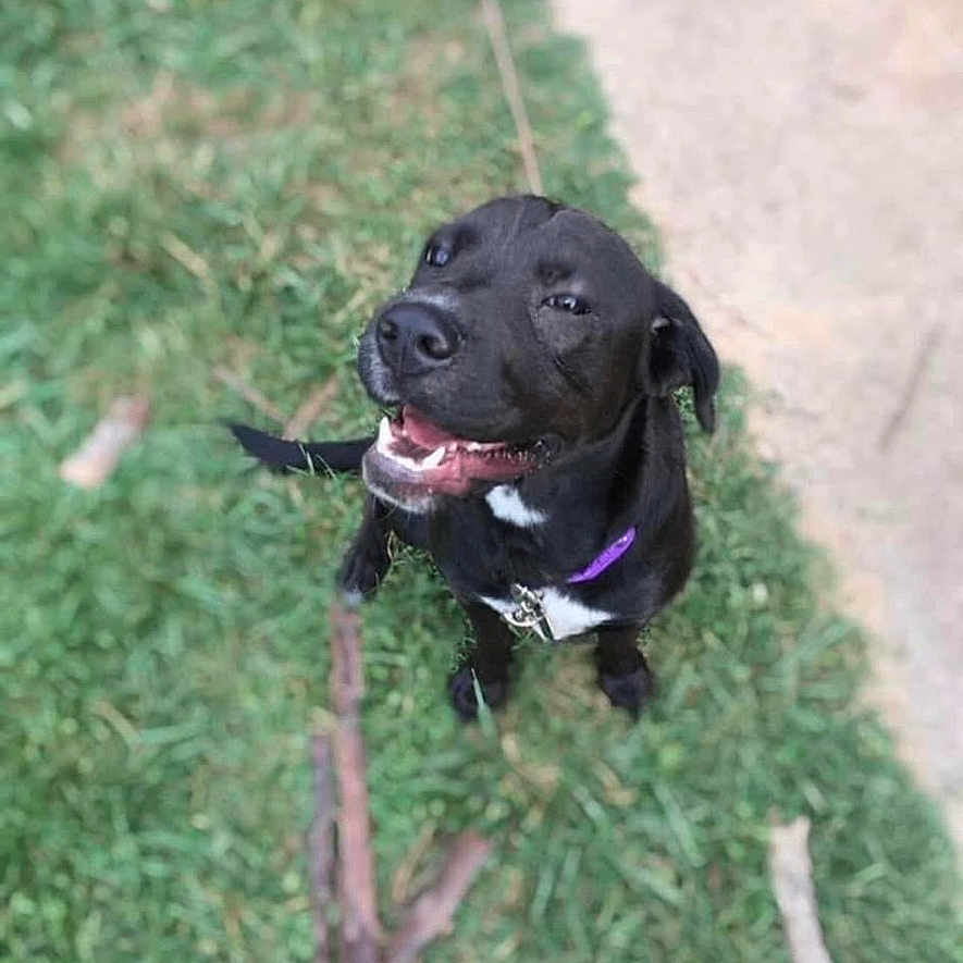 Lady is registered to the contest to win money with this photo: animal, black_dog, canine, collar, cute, daylight, dog, ears, friendly, grass, happy, leash, nature, outdoor, pet, playful, sitting, smiling, stick, tongue