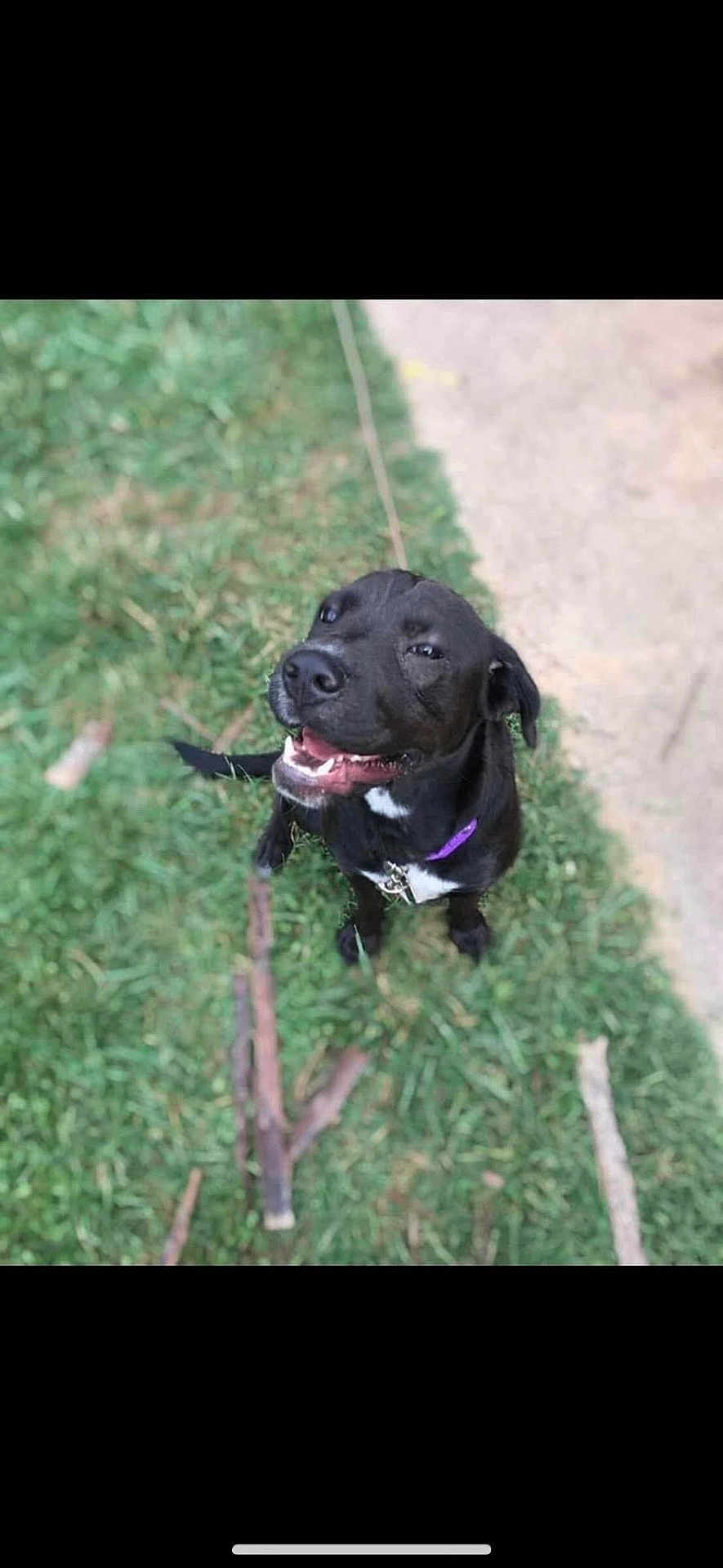 Lady is registered to the contest to win money with this photo: dog, black_dog, grass, outdoor, pet, happy, collar, canine, animal, smiling, nature, playful, sitting, tongue, ears, leash, stick, daylight, friendly, cute