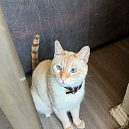 Muze joined the competition — help win amazing prizes! cat, animal, pet, cream_colored, blue_eyes, striped_tail, collar, sitting, indoors, doorway, wooden_floor, sofa, furniture, home, portrait, looking_at_camera, fluffy, whiskers, ears, natural_light