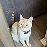 cat, animal, pet, cream_colored, blue_eyes, striped_tail, collar, sitting, indoors, doorway, wooden_floor, sofa, furniture, home, portrait, looking_at_camera, fluffy, whiskers, ears, natural_light
