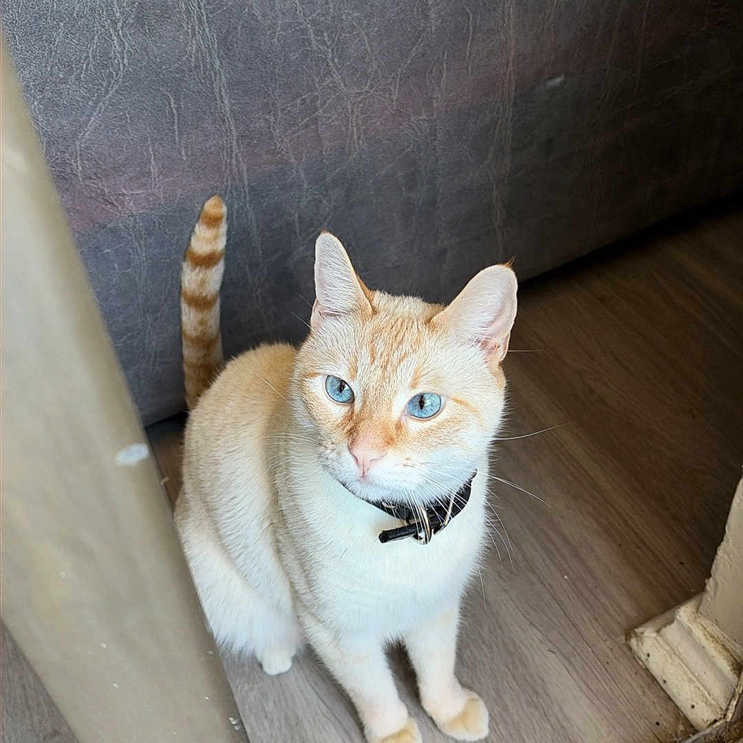 Muze joined the competition — help win amazing prizes! cat, animal, pet, cream_colored, blue_eyes, striped_tail, collar, sitting, indoors, doorway, wooden_floor, sofa, furniture, home, portrait, looking_at_camera, fluffy, whiskers, ears, natural_light