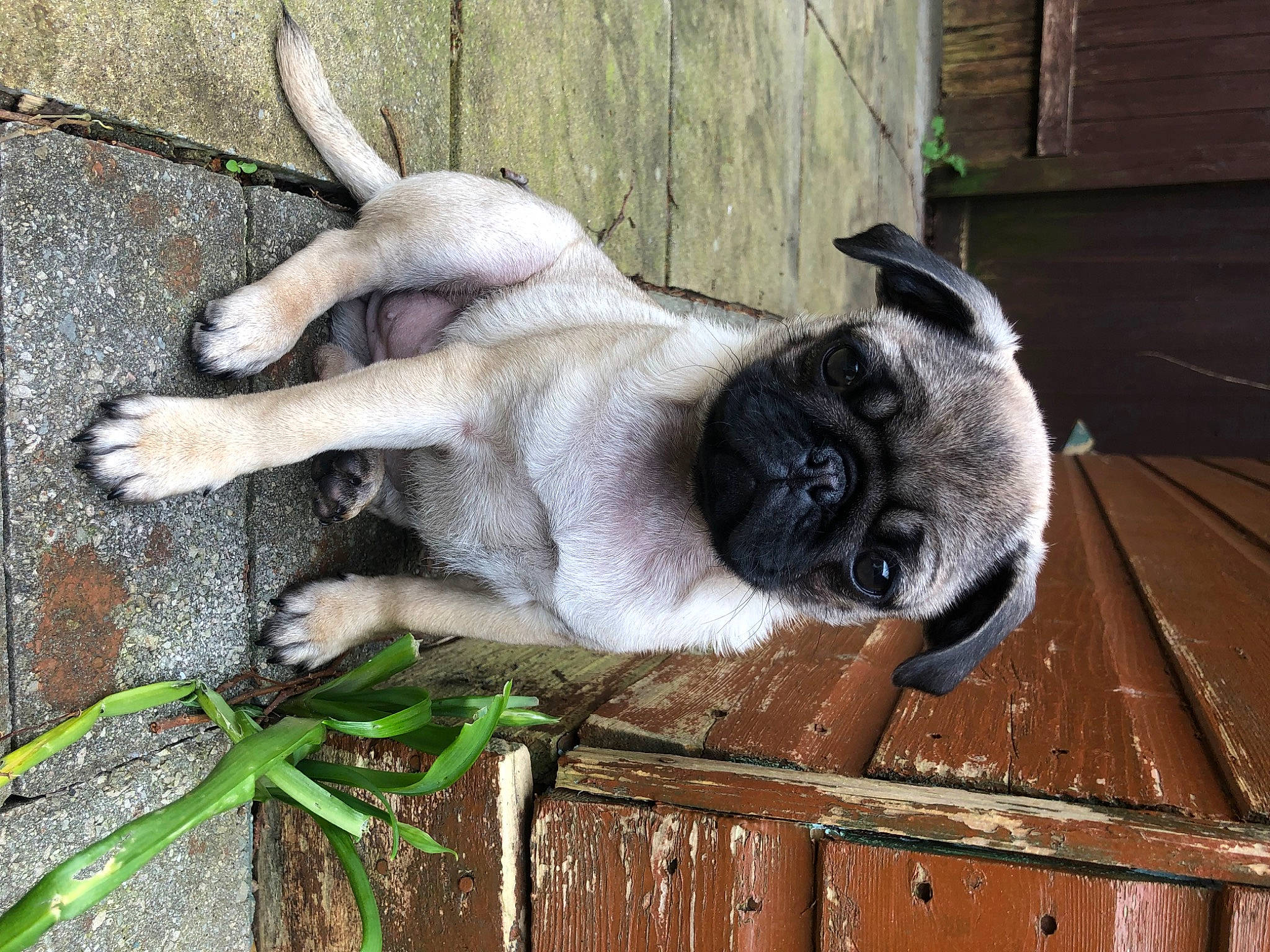 April is registered to the contest to win money with this photo: canidae, carnivore, companion_dog, dog, dog_breed, fawn, fence, fur, grass, non_sporting_group, paw, plant, snout, sporting_group, tail, terrestrial_animal, window, wood, working_animal, wrinkle