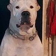 Monk participe au concours pour gagner de l'argent avec cette photo : dog, white_dog, chain_collar, pet, indoor, portrait, canine, animal, ears, closeup, looking, furniture, coat, domestic_animal, mammal, companion, household, guard_dog, pet_accessory, alert