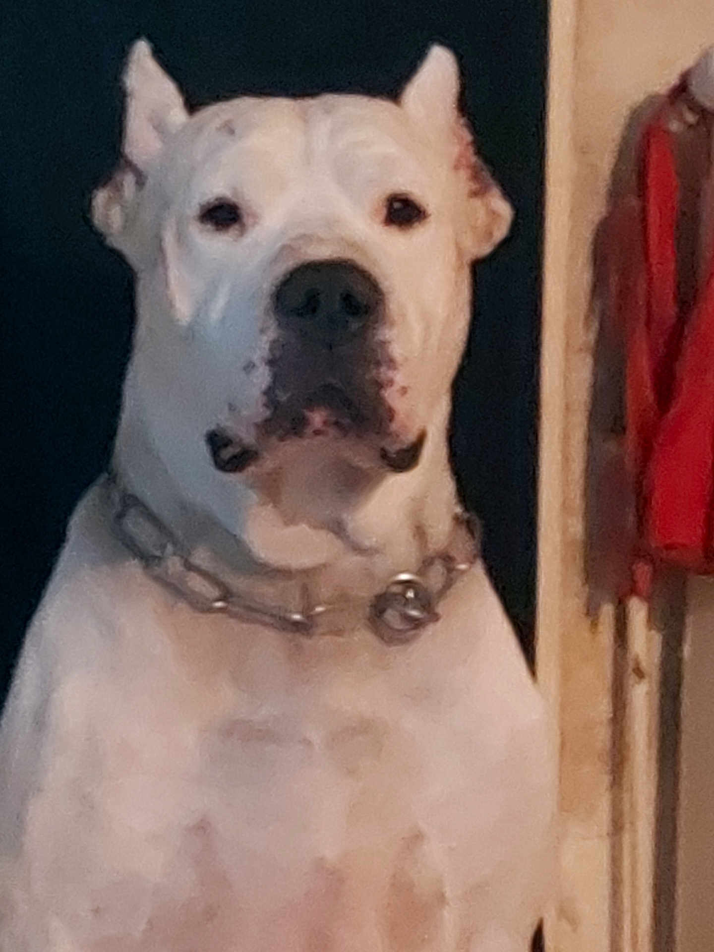 Monk participe au concours pour gagner de l'argent avec cette photo : dog, white_dog, chain_collar, pet, indoor, portrait, canine, animal, ears, closeup, looking, furniture, coat, domestic_animal, mammal, companion, household, guard_dog, pet_accessory, alert