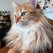 Agapi a rejoint le concours — aidez-le/la à gagner de superbes lots ! cat, closeup, ears, feline, fluffy, fur, ginger_cat, green_eyes, home, indoors, longhaired, orange_fur, paws, pet, portrait, regal, sitting, whiskers, white_chest, wooden_table