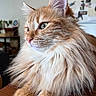 cat, closeup, ears, feline, fluffy, fur, ginger_cat, green_eyes, home, indoors, longhaired, orange_fur, paws, pet, portrait, regal, sitting, whiskers, white_chest, wooden_table