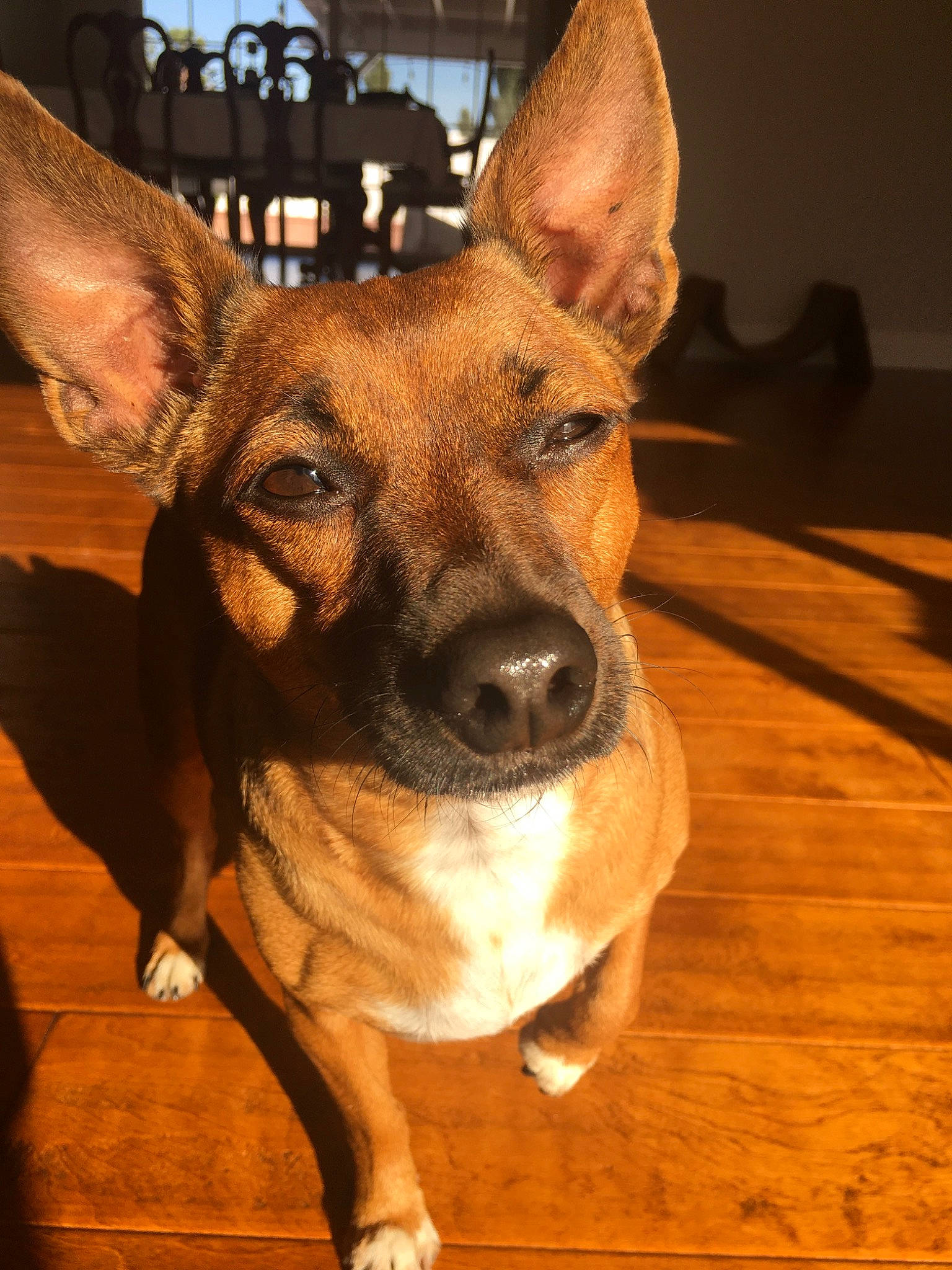 Brownie joined the competition — help win amazing prizes! canidae, carnivore, corgi_chihuahua, dog, dog_breed, ear, fawn, feist, fur, mammal, nose, puppy, rare_breed_dog, rat_terrier, snout, vertebrate, whiskers