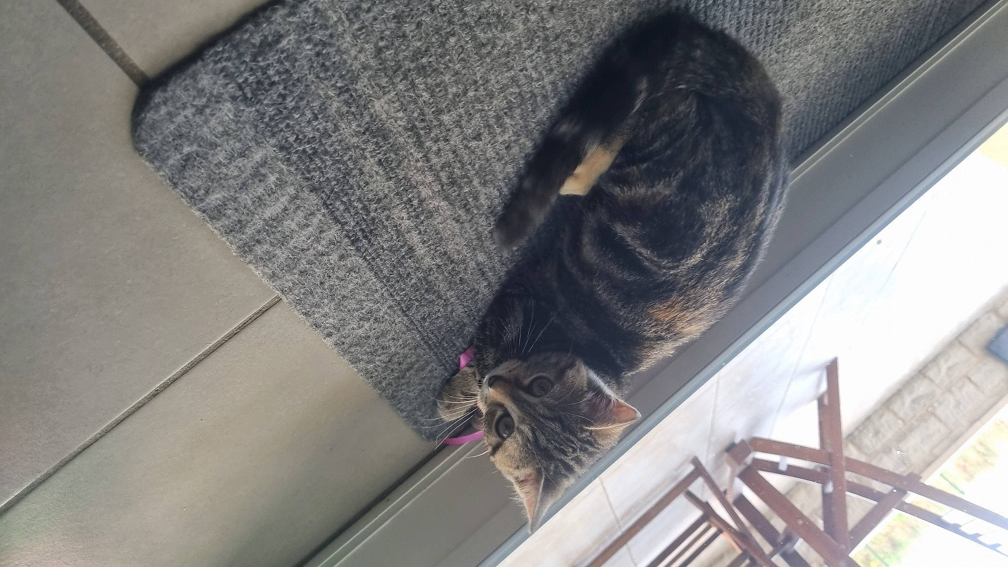 Granny a rejoint le concours — aidez-le/la à gagner de superbes lots ! canidae, carnivore, ceiling, comfort, dog_breed, domestic_short_haired_cat, felidae, flooring, fur, grey, hardwood, human_leg, natural_material, pattern, room, small_to_medium_sized_cats, sporting_group, tail, whiskers, wood