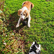 Nala a rejoint le concours — aidez-le/la à gagner de superbes lots ! dog, cat, grass, outdoor, sunlight, pet, animal, playful, garden, greenery, nature, fur, black_and_white_cat, brown_and_white_dog, ball, leaves, relaxed, cute, mammal, daylight