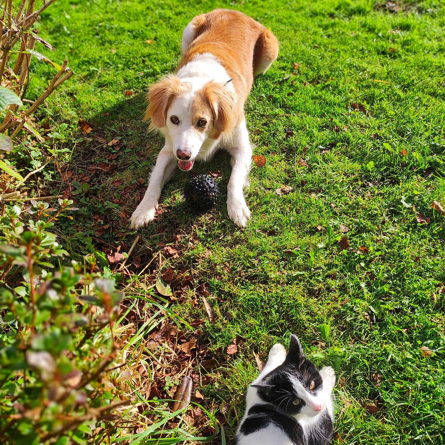 Nala a rejoint le concours — aidez-le/la à gagner de superbes lots ! animal, ball, black_and_white_cat, brown_and_white_dog, cat, cute, daylight, dog, fur, garden, grass, greenery, leaves, mammal, nature, outdoor, pet, playful, relaxed, sunlight