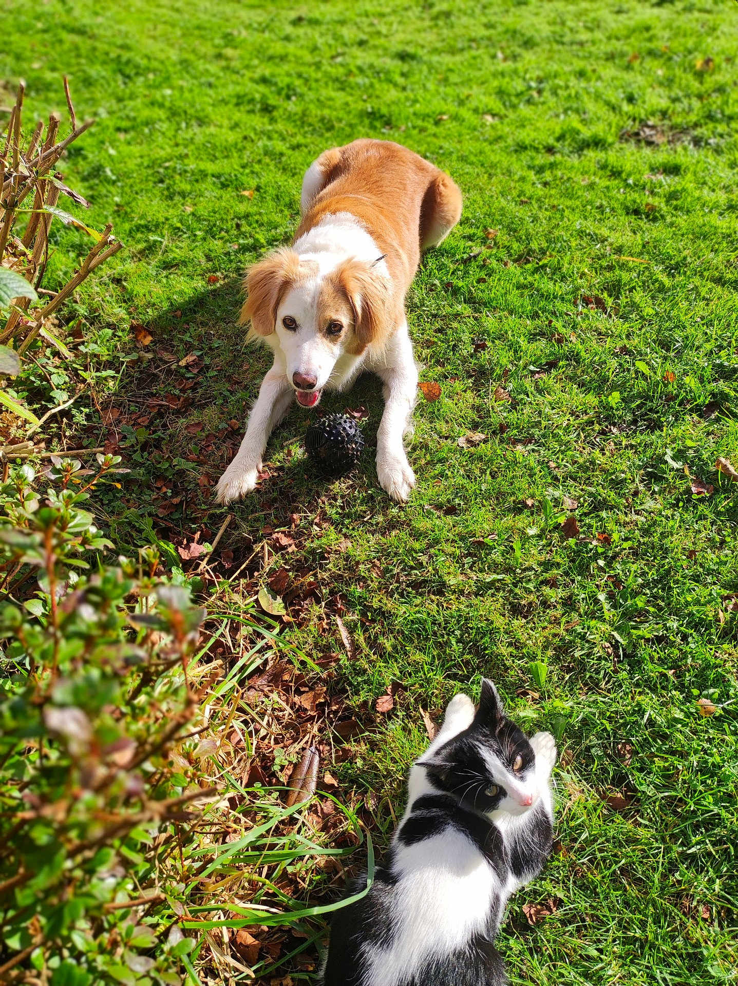 Nala a rejoint le concours — aidez-le/la à gagner de superbes lots ! dog, cat, grass, outdoor, sunlight, pet, animal, playful, garden, greenery, nature, fur, black_and_white_cat, brown_and_white_dog, ball, leaves, relaxed, cute, mammal, daylight