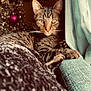 animal, blanket, cat, christmas_tree, couch, cozy, curtain, decor, feline, fur, holiday, home, indoor, ornament, paws, pet, relaxed, soft, tabby_cat, whiskers