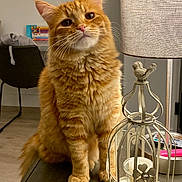 Pixel joined the competition — help win amazing prizes! animal, books, candle_holder, cat, chair, curious, cute, decor, feline, figurine, floor, furniture, indoors, lamp, orange_cat, pet, remote_control, tabby, table, whiskers