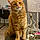 Pixel