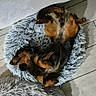 Apostrophe a rejoint le concours — aidez-le/la à gagner de superbes lots ! dog, pet, sleeping, bed, fluffy_bed, floor, relaxed, cozy, indoor, fur, paw, canine, resting, comfort, black_and_tan, long_hair, animal, cute, peaceful, lying_down