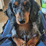 Apostrophe participe au concours pour gagner de l'argent avec cette photo : dachshund, puppy, dog, pet, indoor, blue_bag, fur, ears, eyes, paws, portrait, animal, cute, domestic_animal, looking, closeup, canine, snout, fur_pattern, resting