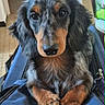 dachshund, puppy, dog, pet, indoor, blue_bag, fur, ears, eyes, paws, portrait, animal, cute, domestic_animal, looking, closeup, canine, snout, fur_pattern, resting